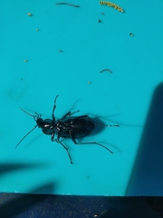 Carabus rugosus celtibericus