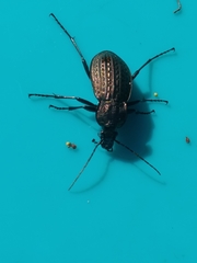 Carabus rugosus celtibericus