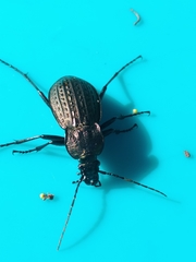 Carabus rugosus celtibericus
