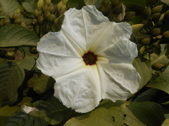 Ipomoea