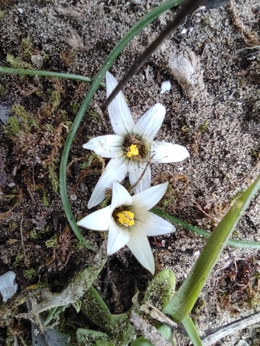 Sand Crocus