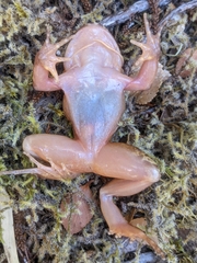 Eupsophus vertebralis