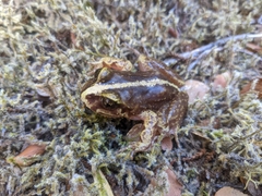 Eupsophus vertebralis