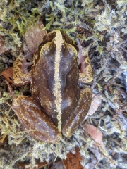 Eupsophus vertebralis