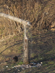 Castor fiber