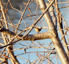 Troglodytes troglodytes