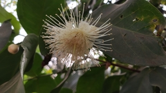 Syzygium samarangense