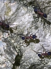 Mycetomoellerius jamaicensis