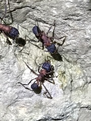 Mycetomoellerius jamaicensis