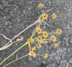 Rhynchospora holoschoenoides