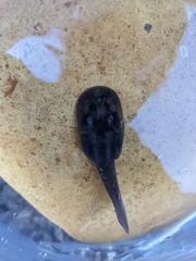 Telmatobufo australis