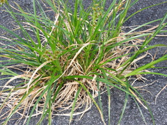 Rhynchospora holoschoenoides