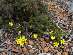 Hibbertia hibbertioides hibbertioides