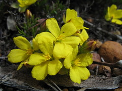 Hibbertia hibbertioides hibbertioides