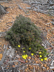 Hibbertia hibbertioides hibbertioides