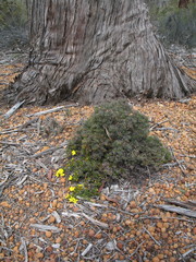 Hibbertia hibbertioides hibbertioides