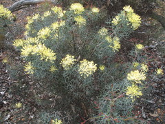 Petrophile serruriae