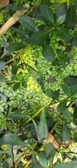 Magnoliopsida