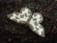 Lomaspilis marginata
