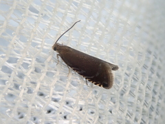 Pammene germmana
