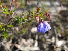 Platytheca galioides