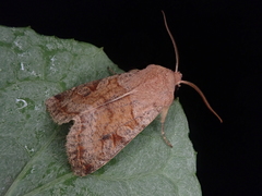 Orthosia aoyamensis
