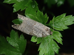 Pseudeulia asinana