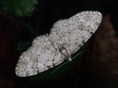 Myrioblephara nanaria