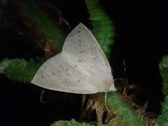 Descoreba simplex