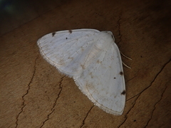 Lomographa bimaculata