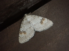 Venusia semistrigata