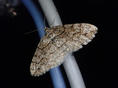 Pseuderannis lomozemia
