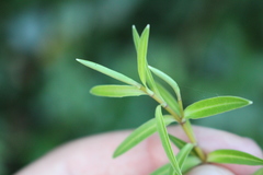 Veronica strictissima