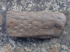 Stigmaria