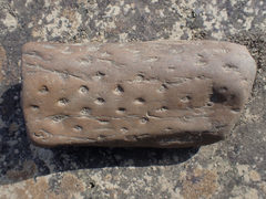 Stigmaria
