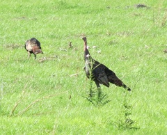 Meleagris gallopavo osceola