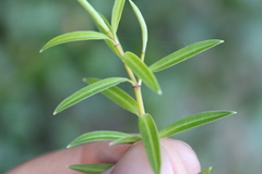 Veronica strictissima