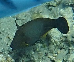 Amanses scopas