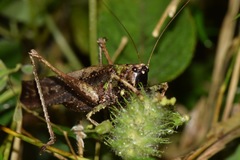 Eppia truncatipennis