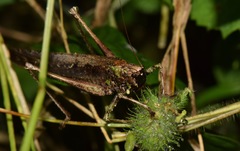 Eppia truncatipennis