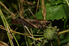 Eppia truncatipennis