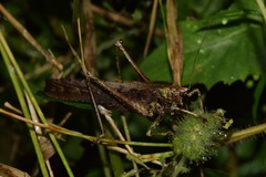 Eppia truncatipennis