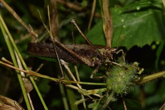 Eppia truncatipennis