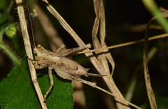 Eppia truncatipennis