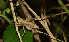 Eppia truncatipennis