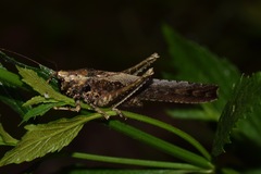 Eppia truncatipennis
