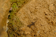 Ommatotriton ophryticus