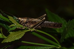 Eppia truncatipennis