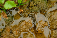 Ommatotriton ophryticus