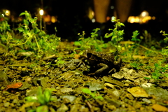 Bufo verrucosissimus